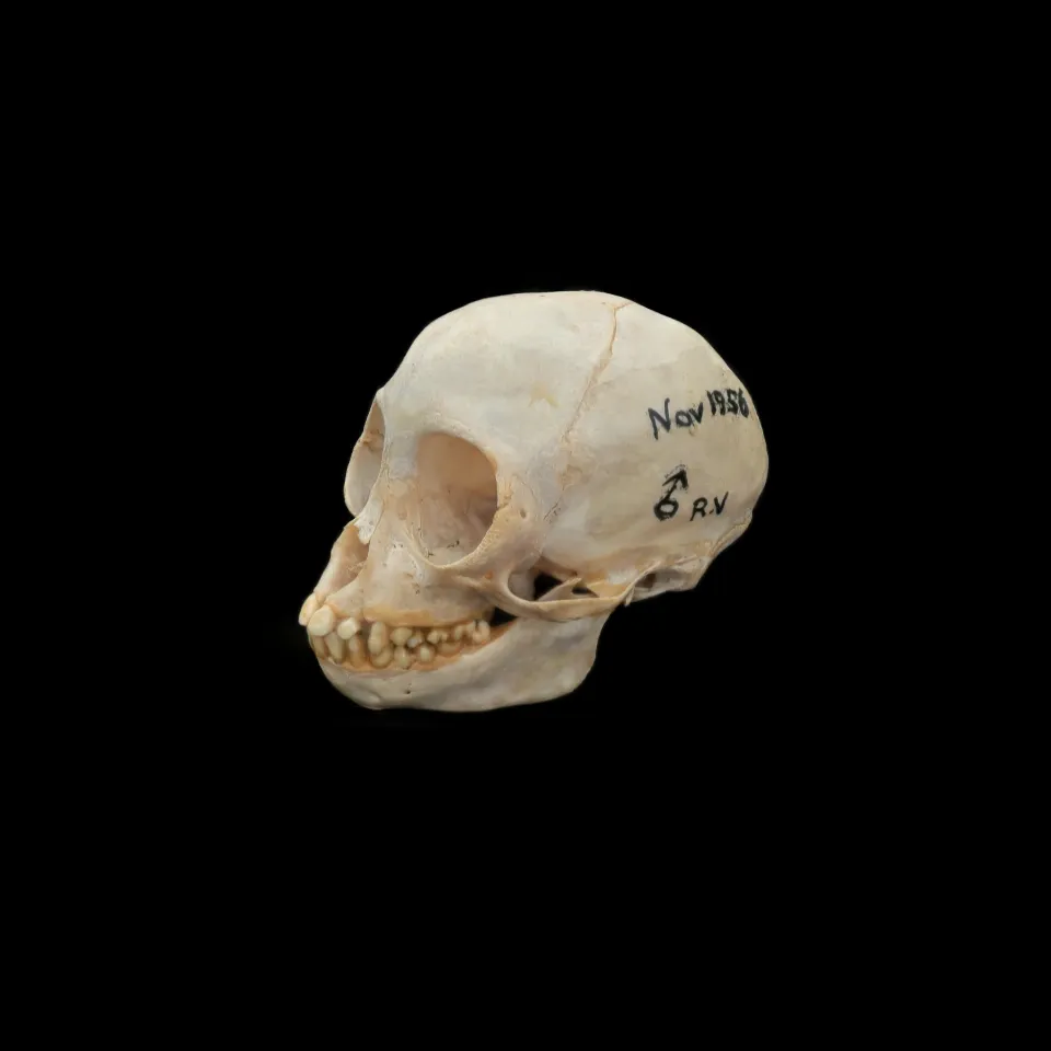 Geoffroy's Spider Monkey