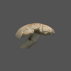 Fungi