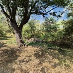 Stream Tree