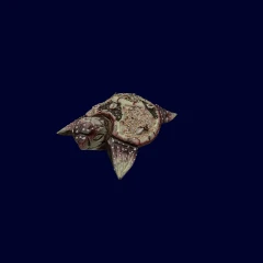 Turtle Souvenir