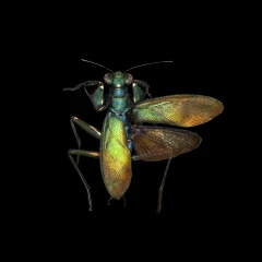 Metallyticus splendidus