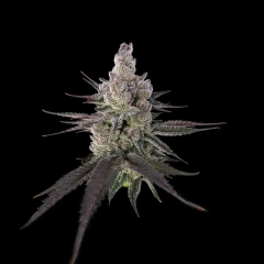 FX3 Cannabis Flower
