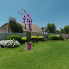 Orchiday 1