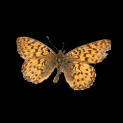Boloria pourpré (Boloria chariclea grandis)