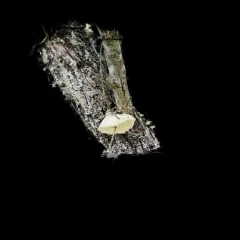 Haploporus odorus