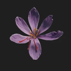 Saffron Flower