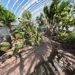 The Cactus Greenhouse 
