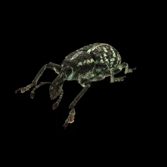 Chrysolopus spectabilis