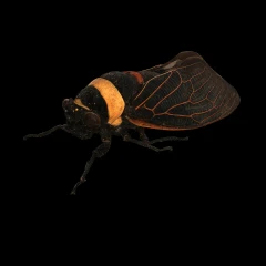 Tacua speciosa