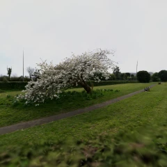 Cherry Blossom
