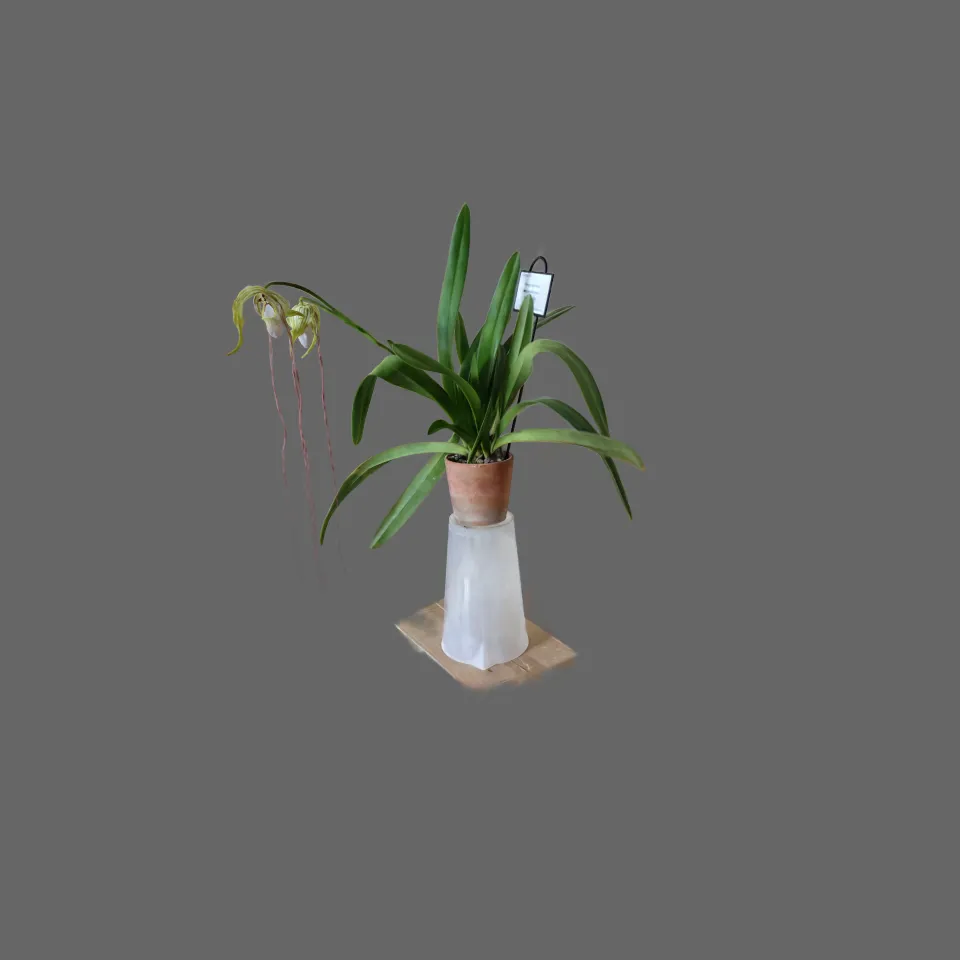 Phragmipedium warszewiczianum