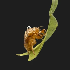 Cicada Shell
