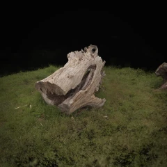 a "dragon" tree in Langton