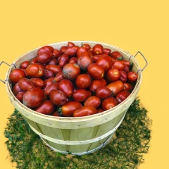LoMa Tomatoes v1