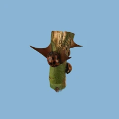 Macrodiorama - ladybugs