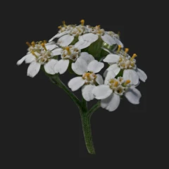 Yarrows Flower