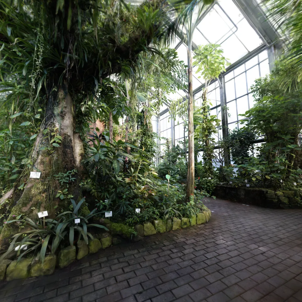 Botanical Garden  - Tropics House  (VR Ready)