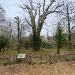 Knightwood Oak