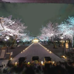 靖国神社_夜桜詣