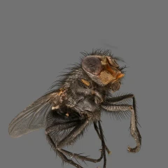 Housefly (Musca domestica) optimised (1 million splats)