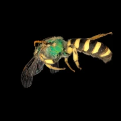 Agapostemon virescens