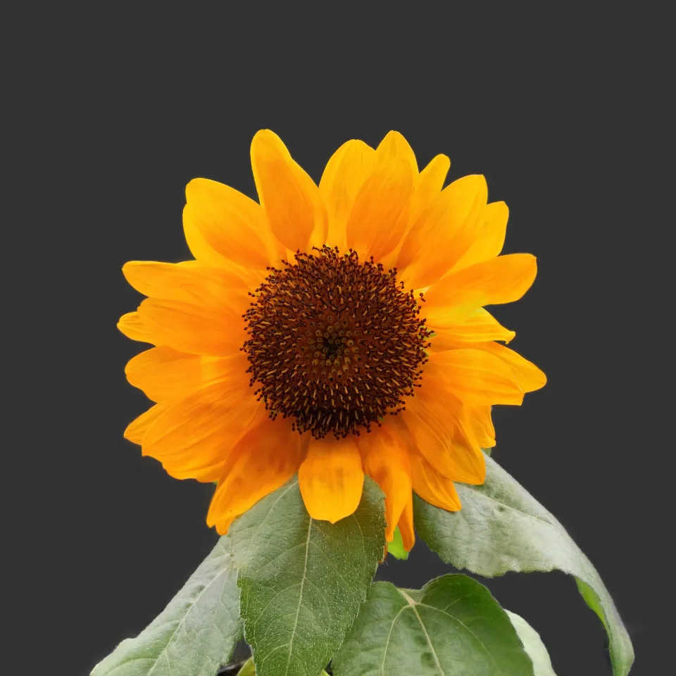 A Sunflower