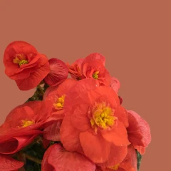 Pink Begonia