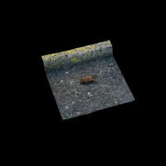 Bat on a road