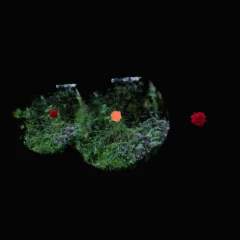Garden flower SAM3 segmentation
