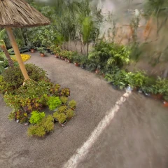 exotique