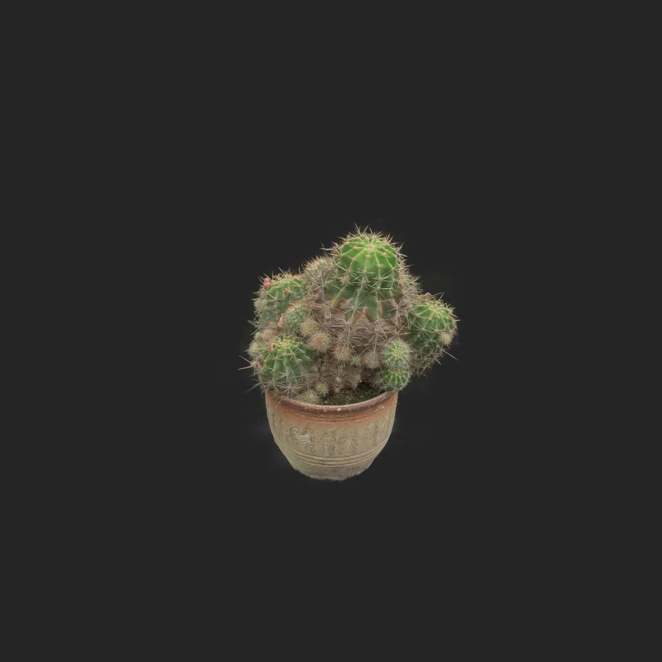 Multi cactus