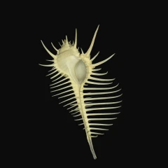 Murex Shell