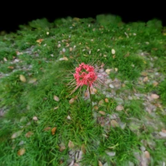 Lycoris radiata