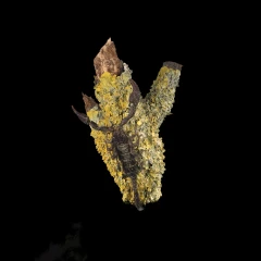 Macrodiorama - lichen/scorpion 