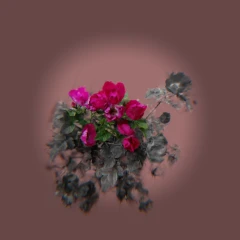 roses / ruusut