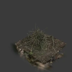 Pile of dry wood