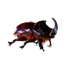 scarab