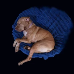 Sleeping Dog on a Blue Blanket (American Pit-Bull Terrior with Brindle Hair)