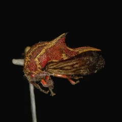 Gaussian splatting samples-Umbonia reclinata
