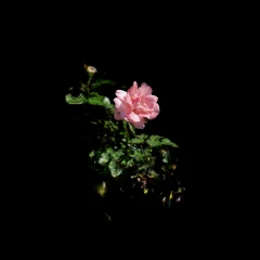 Rosey 3 - masked images in RealityScan and Lichtfeld