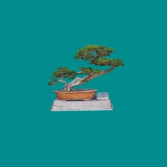 Bonsai Tree, The Hungtinton Library Collection