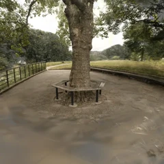 Tree Hill