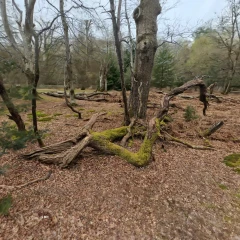 New Forest Test