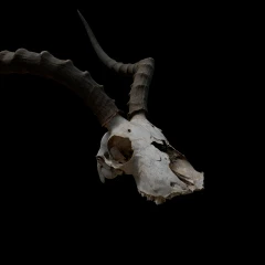 Impala Skull — synthetic Gaussian splat
