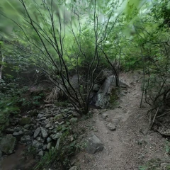 Bamboo Trail