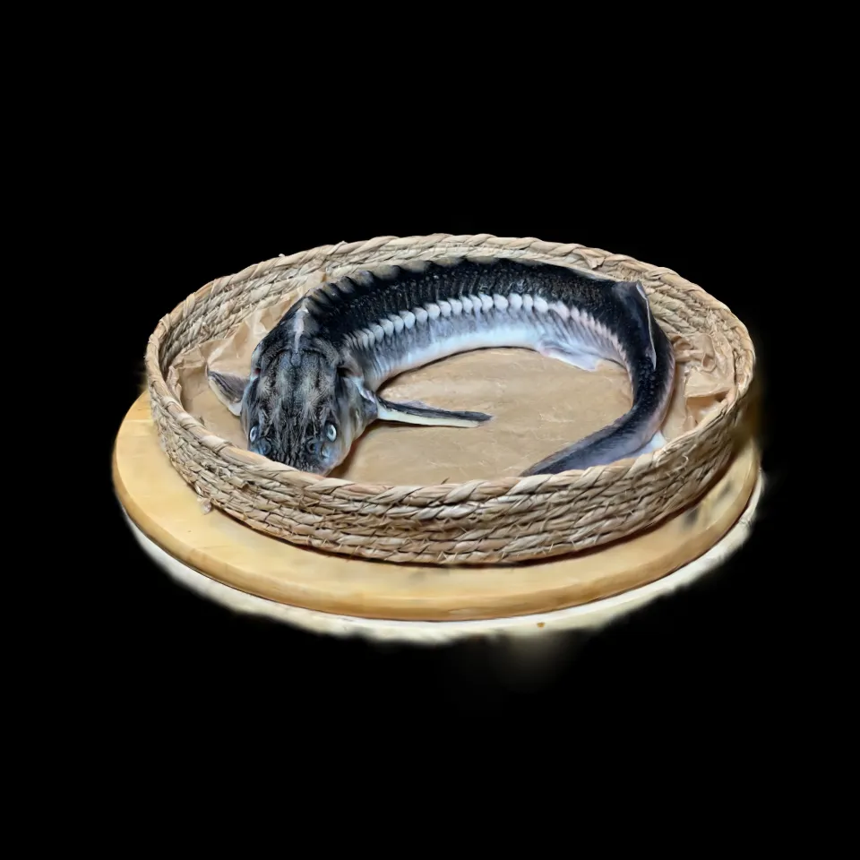 Sterlet Fish