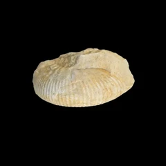 Ammonite