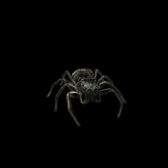 Tiny Jumping Spider
