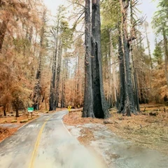 Auto Tree, United States of America