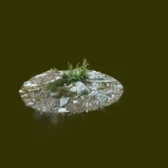Some plants / Jotain kasveja